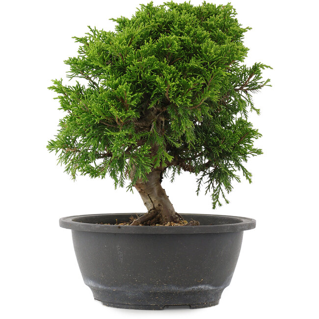 Juniperus chinensis, 23,5 cm, ± 15 Jahre alt
