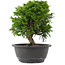 Juniperus chinensis, 23,5 cm, ± 15 jaar oud