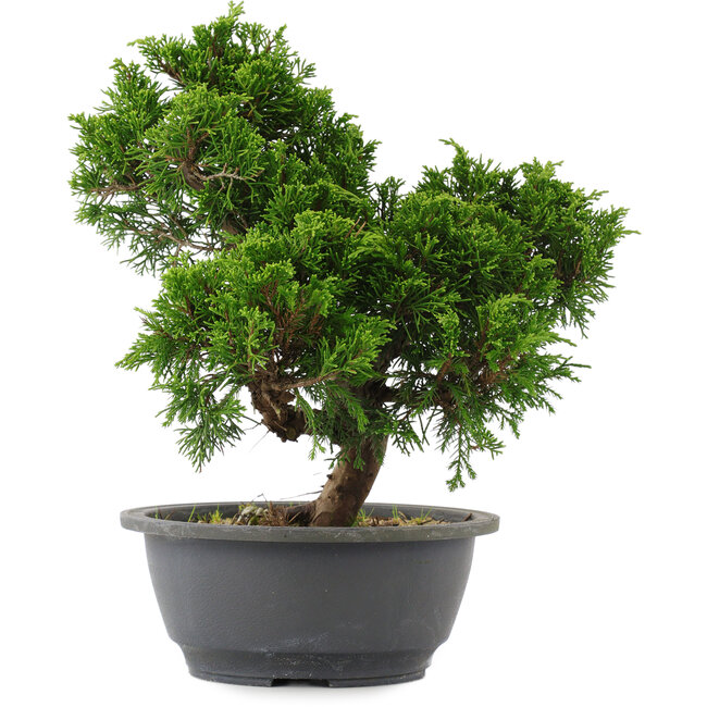 Juniperus chinensis, 27 cm, ± 15 años