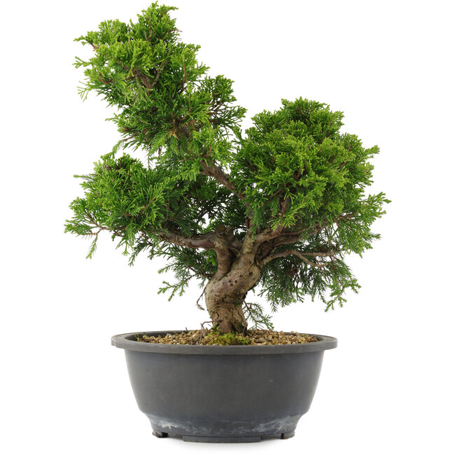 Juniperus chinensis, 30 cm, ± 15 jaar oud