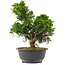 Juniperus chinensis, 30 cm, ± 15 jaar oud