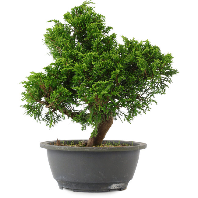 Juniperus chinensis, 27 cm, ± 15 jaar oud