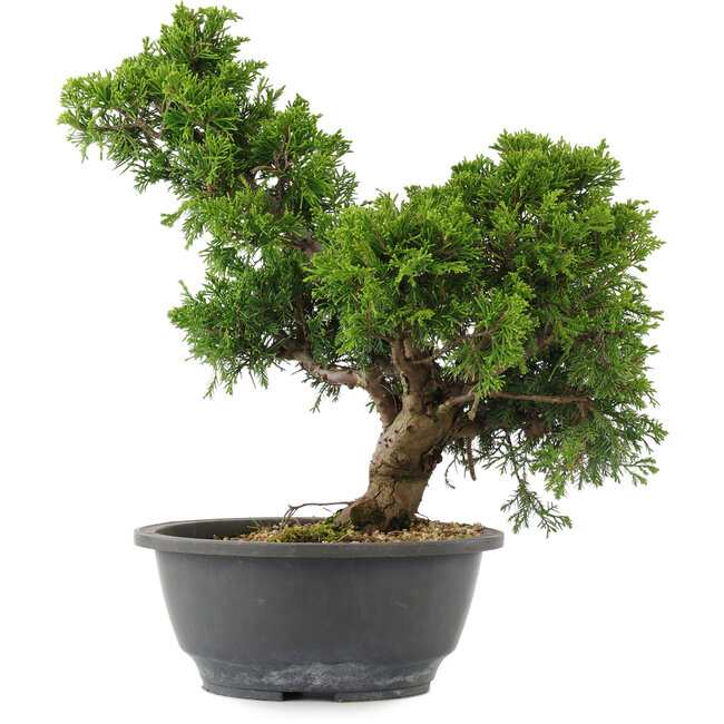 Juniperus chinensis, 30 cm, ± 15 years old