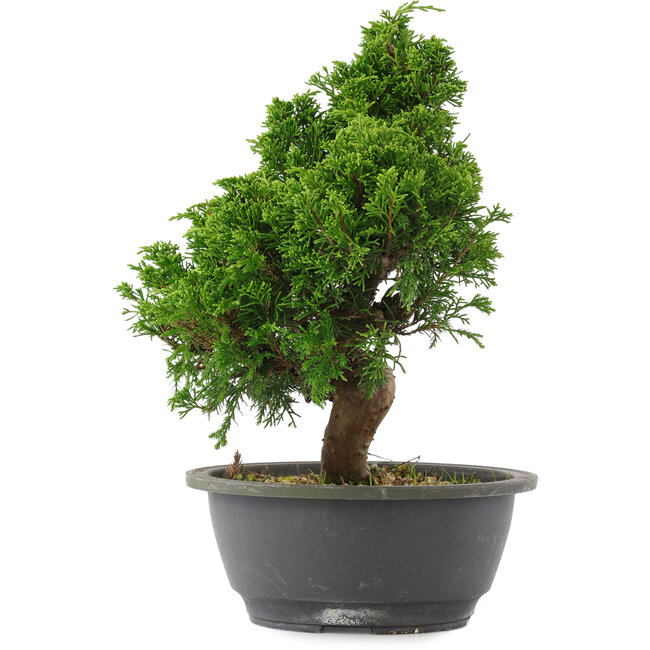 Juniperus chinensis, 27 cm, ± 15 ans