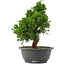 Juniperus chinensis, 27 cm, ± 15 jaar oud