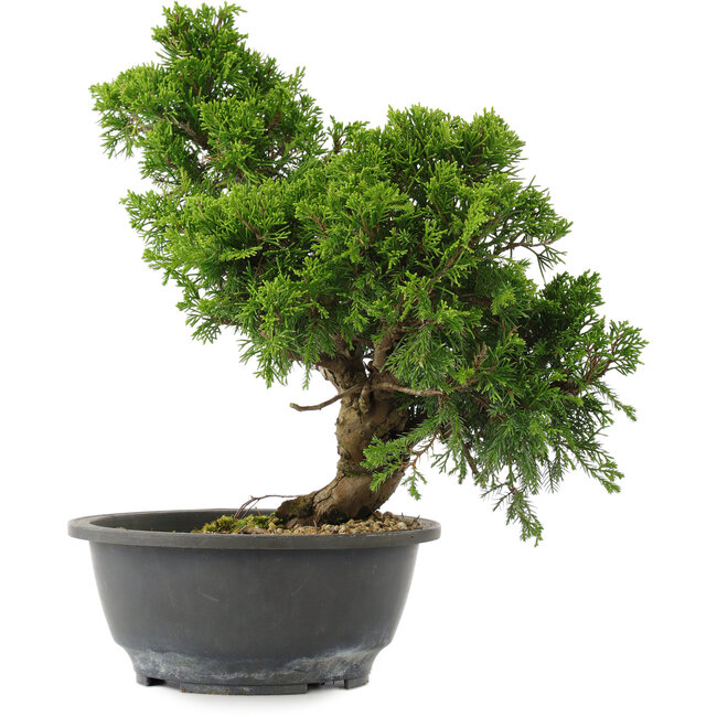 Juniperus chinensis, 30 cm, ± 15 años