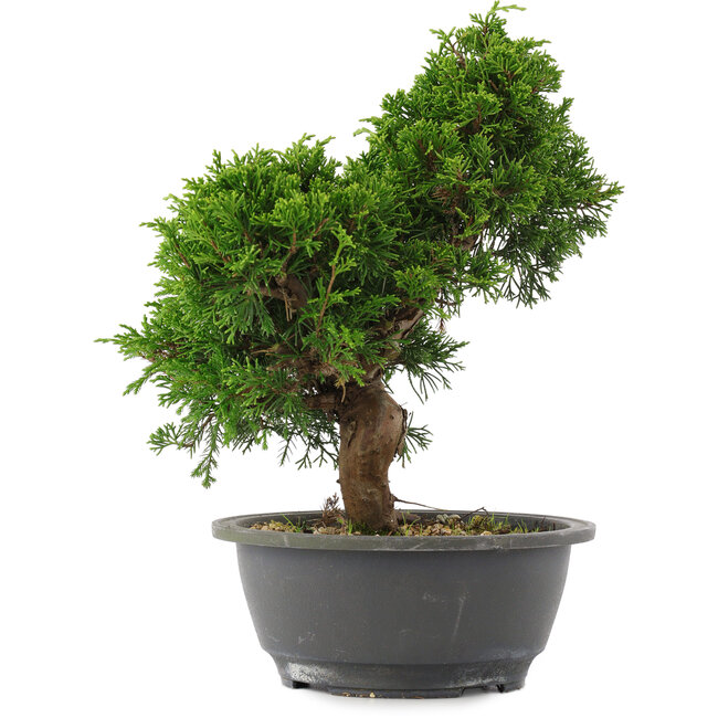 Juniperus chinensis, 27 cm, ± 15 years old