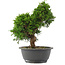 Juniperus chinensis, 27 cm, ± 15 jaar oud