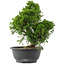 Juniperus chinensis, 30 cm, ± 15 jaar oud