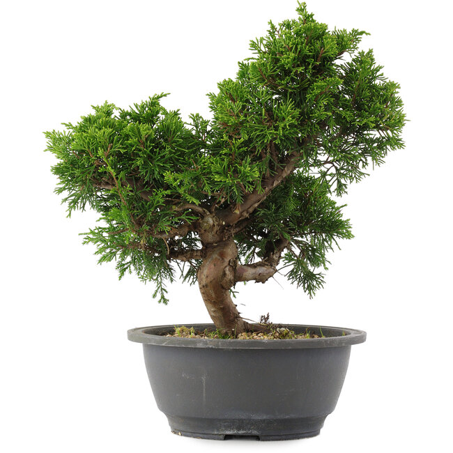 Juniperus chinensis, 27 cm, ± 15 years old