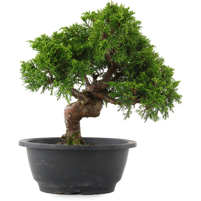 Juniperus chinensis, 24 cm, ± 15 jaar oud