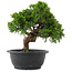 Juniperus chinensis, 24 cm, ± 15 jaar oud