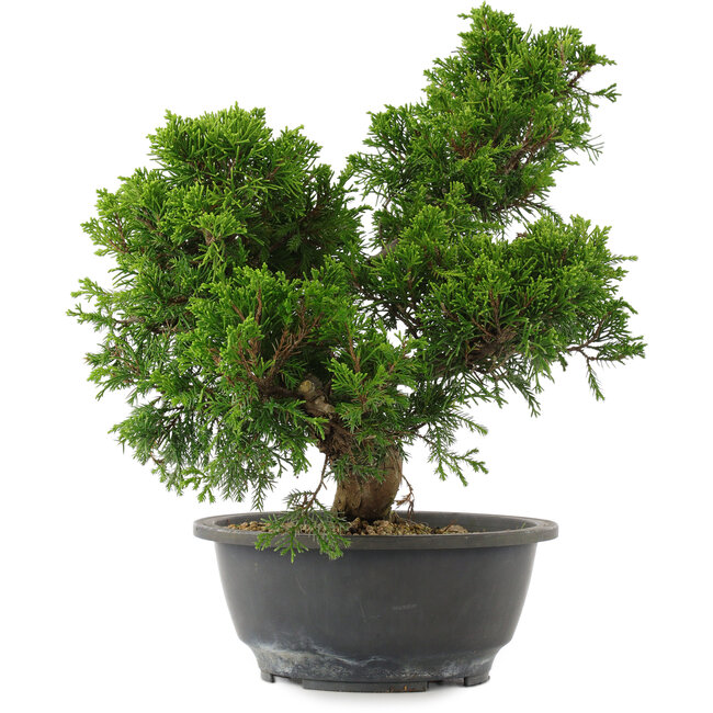 Juniperus chinensis, 30 cm, ± 15 Jahre alt