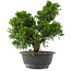 Juniperus chinensis, 30 cm, ± 15 jaar oud