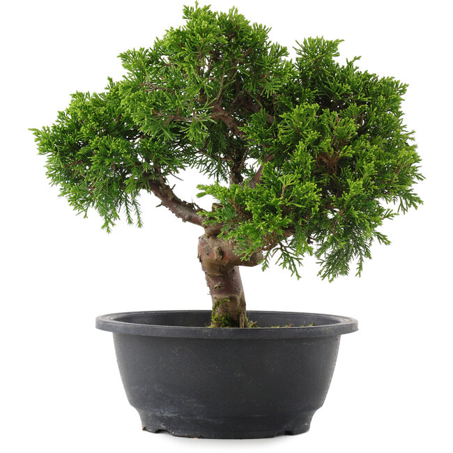 Juniperus chinensis, 24 cm, ± 15 jaar oud