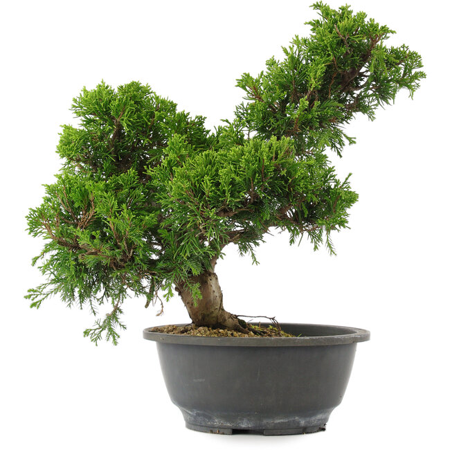 Juniperus chinensis, 30 cm, ± 15 jaar oud