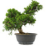 Juniperus chinensis, 30 cm, ± 15 jaar oud