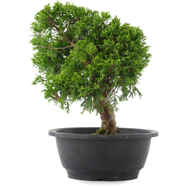 Juniperus chinensis, 24 cm, ± 15 jaar oud