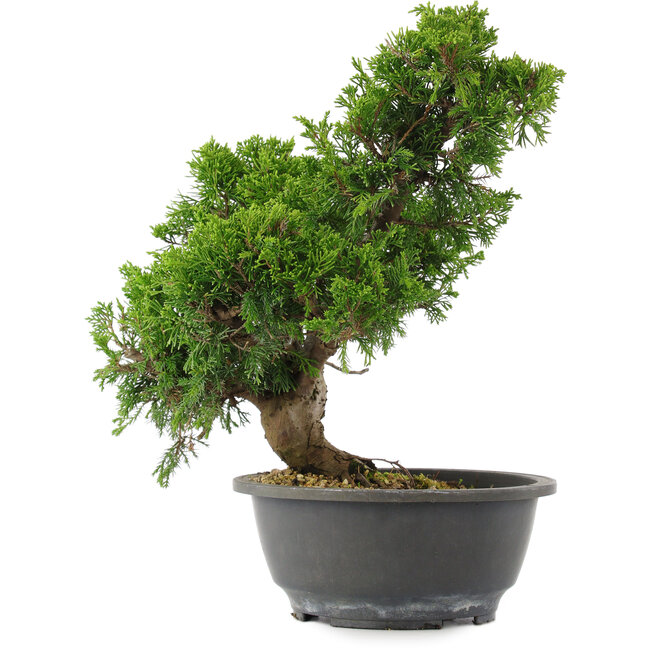 Juniperus chinensis, 30 cm, ± 15 years old