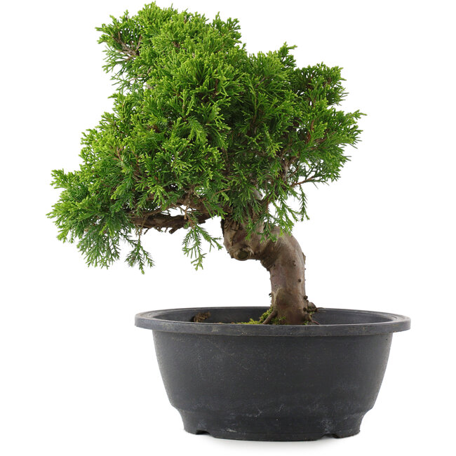Juniperus chinensis, 24 cm, ± 15 years old