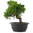 Juniperus chinensis, 24 cm, ± 15 jaar oud