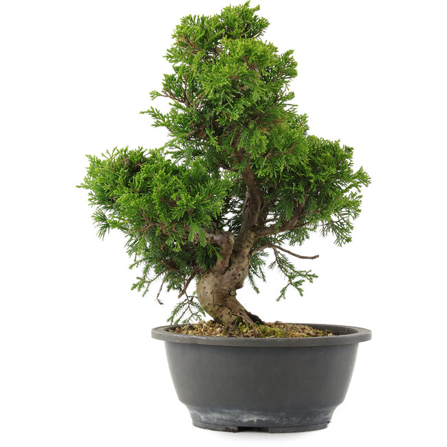 Juniperus chinensis, 30 cm, ± 15 jaar oud