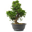 Juniperus chinensis, 30 cm, ± 15 jaar oud