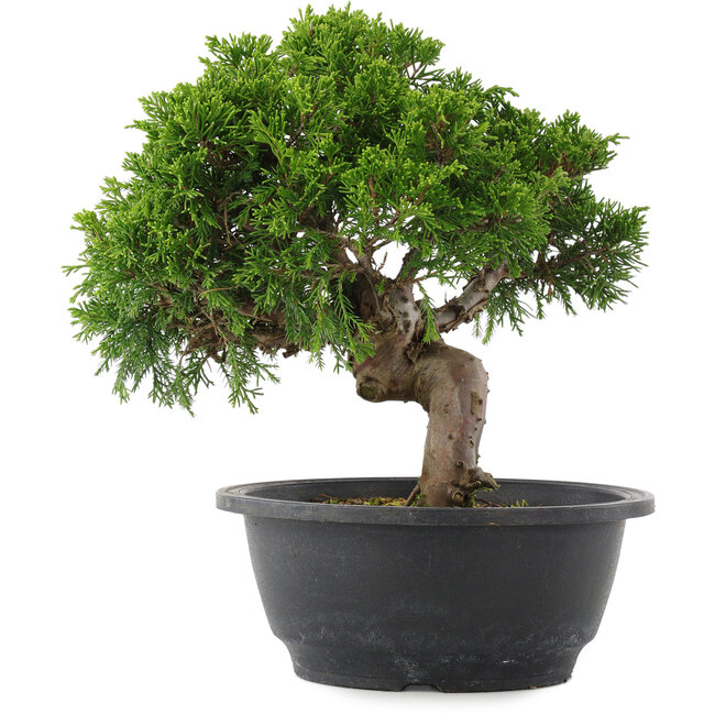 Juniperus chinensis, 24 cm, ± 15 años