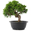 Juniperus chinensis, 24 cm, ± 15 jaar oud