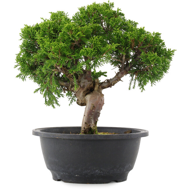 Juniperus chinensis, 24 cm, ± 15 years old