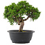 Juniperus chinensis, 24 cm, ± 15 years old