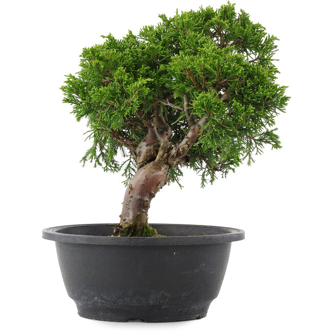 Juniperus chinensis, 24 cm, ± 15 jaar oud