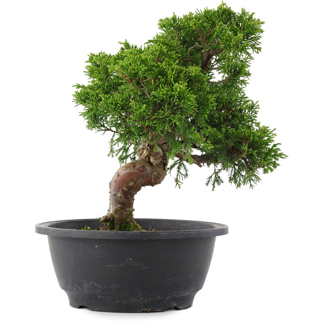 Juniperus chinensis, 24 cm, ± 15 jaar oud