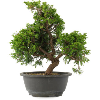 Juniperus chinensis, 29 cm, ± 15 jaar oud