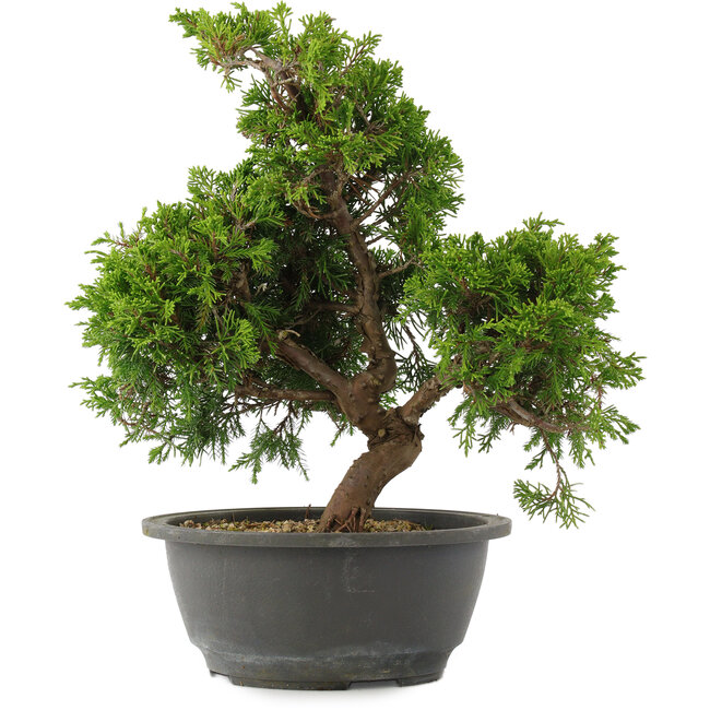 Juniperus chinensis, 29 cm, ± 15 jaar oud