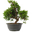 Juniperus chinensis, 29 cm, ± 15 jaar oud