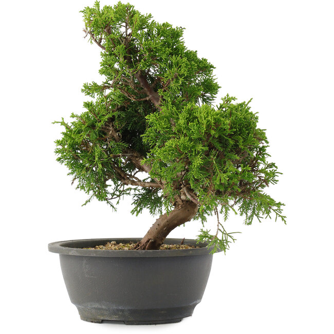 Juniperus chinensis, 29 cm, ± 15 jaar oud