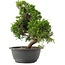 Juniperus chinensis, 29 cm, ± 15 jaar oud