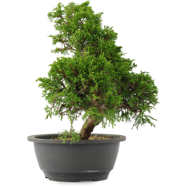Juniperus chinensis, 29 cm, ± 15 ans