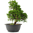 Juniperus chinensis, 29 cm, ± 15 jaar oud