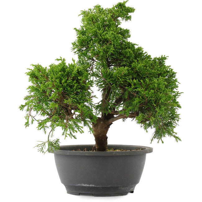 Juniperus chinensis, 29 cm, ± 15 jaar oud