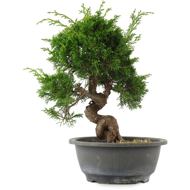 Juniperus chinensis, 27,5 cm, ± 15 jaar oud