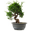 Juniperus chinensis, 27,5 cm, ± 15 jaar oud