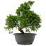 Juniperus chinensis, 29 cm, ± 15 jaar oud