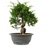 Juniperus chinensis, 27,5 cm, ± 15 jaar oud
