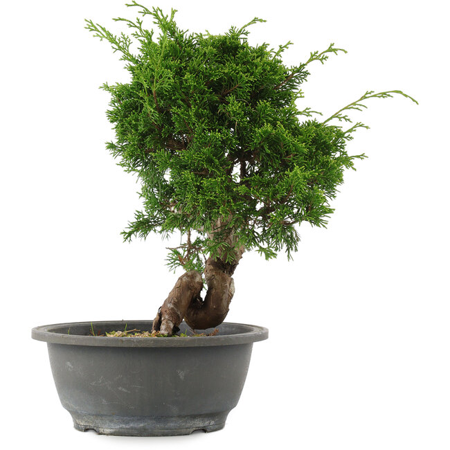 Juniperus chinensis, 27,5 cm, ± 15 Jahre alt