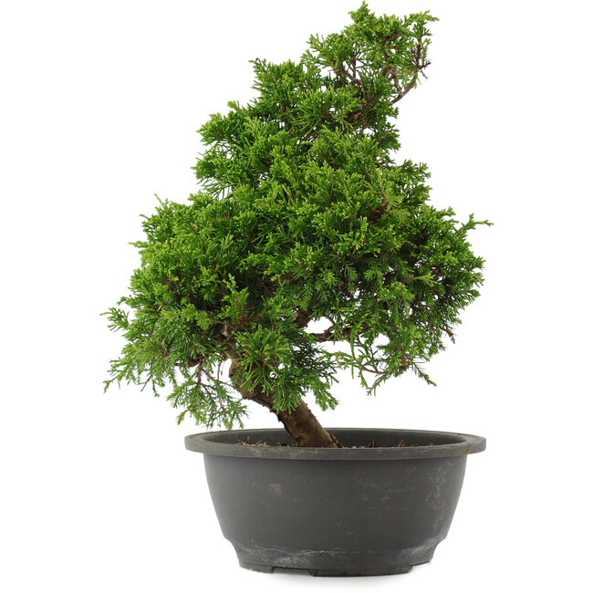 Juniperus chinensis, 29 cm, ± 15 años