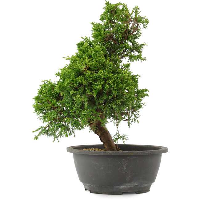 Juniperus chinensis, 29 cm, ± 15 Jahre alt
