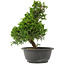 Juniperus chinensis, 29 cm, ± 15 jaar oud