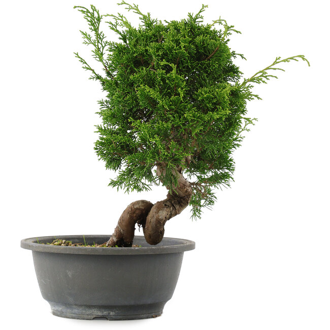 Juniperus chinensis, 27,5 cm, ± 15 Jahre alt